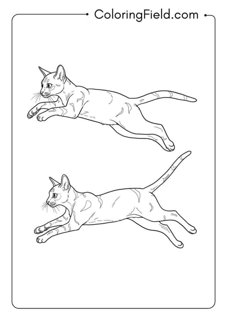 Abyssinian Cat Jumping