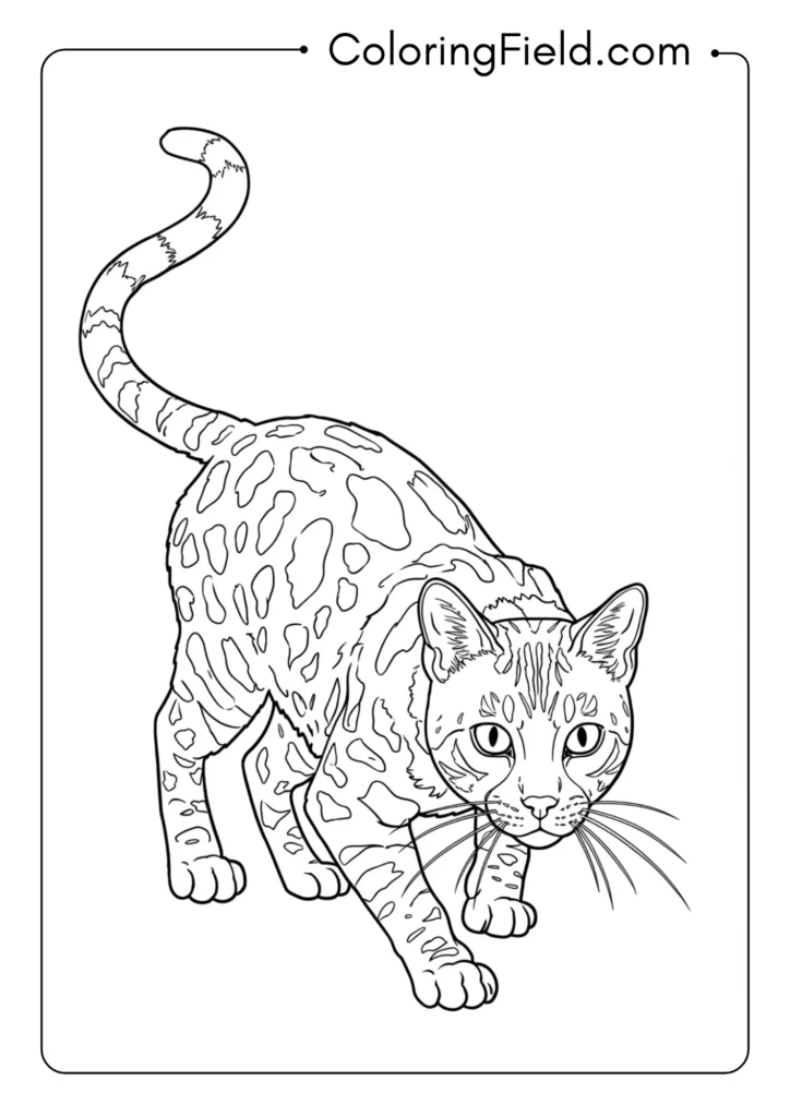 Bengal Cat in Stalking Position
