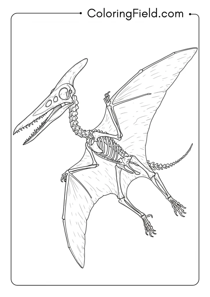 Pterodactyl skeleton