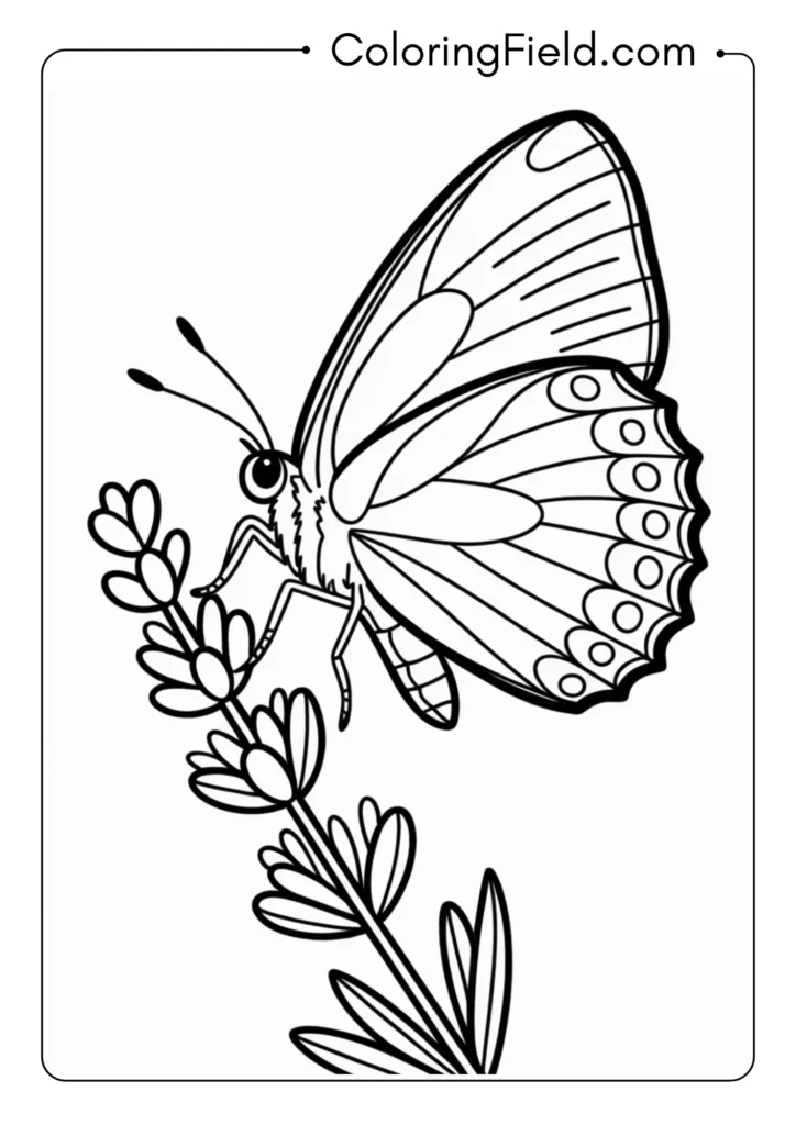 Hairstreak Butterfly