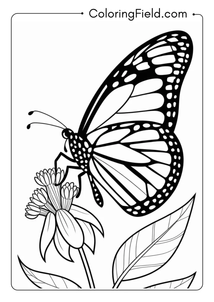 Monarch Butterfly