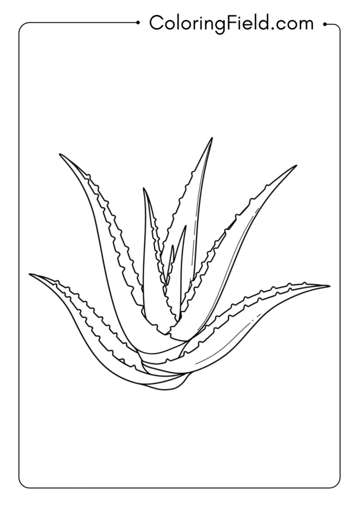 Aloe plant coloring page