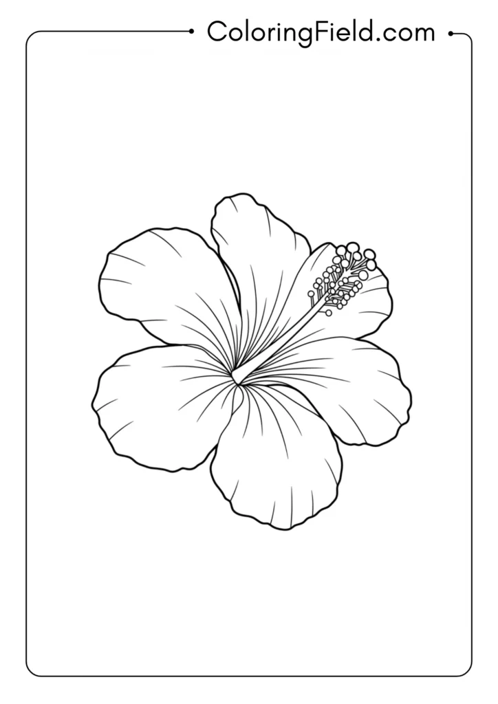 Hibiscus