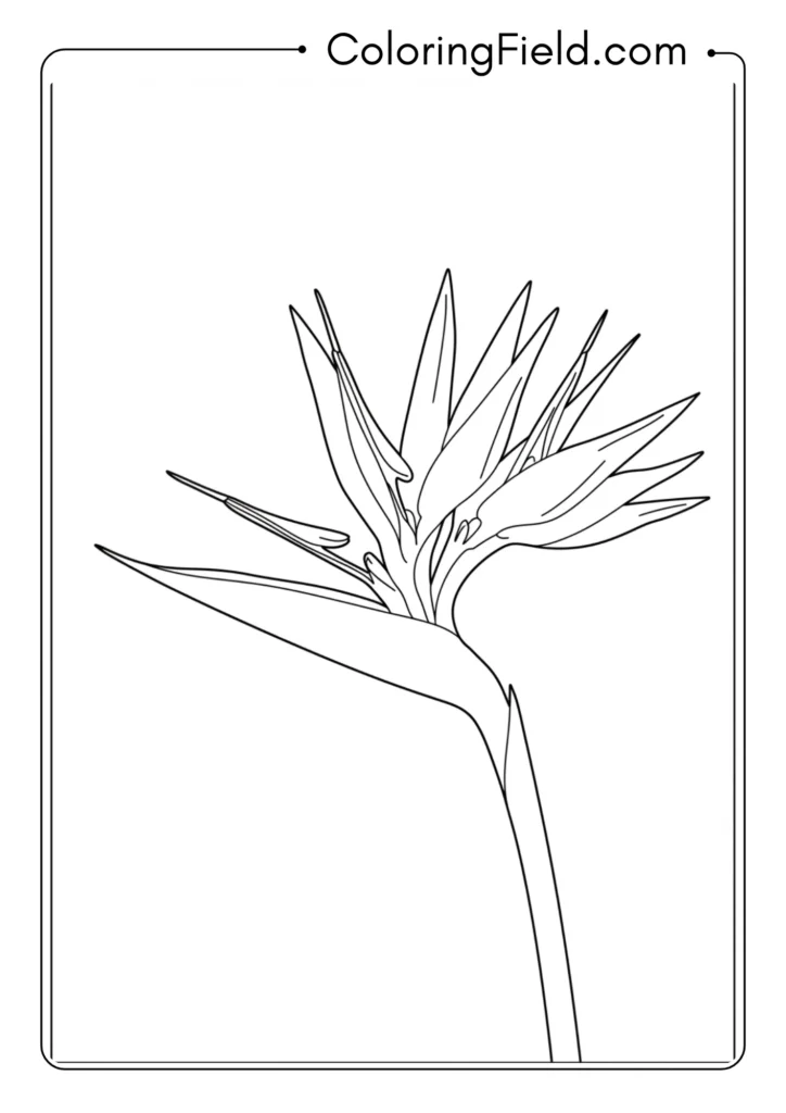 Tropical bird of paradise flower coloring page