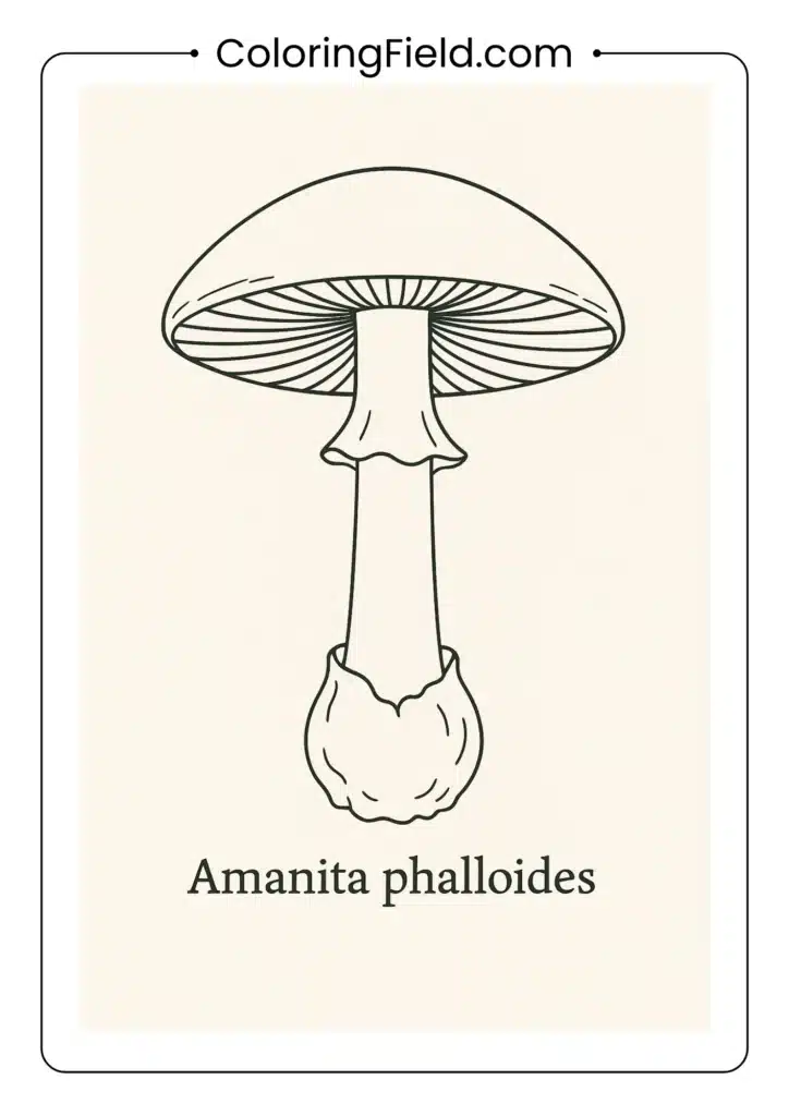 Scientific illustration of death cap mushroom with accurate proportions coloring page